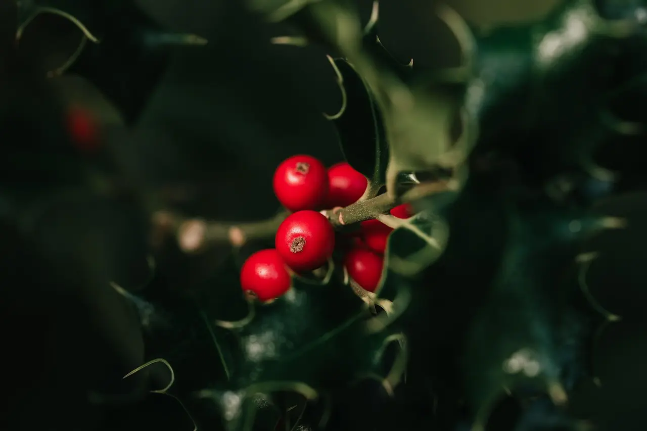 cultivo de frutos rojos