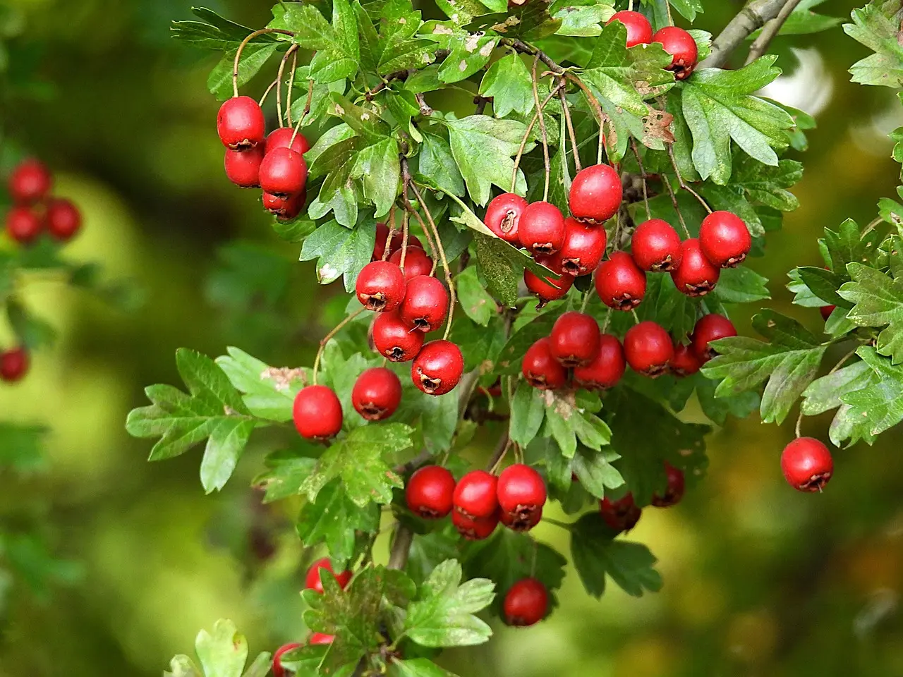 familia productora de frutos rojos